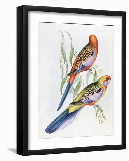 Platycercus Adelaidae from the Birds of Australia, C.1840-John Gould-Framed Giclee Print