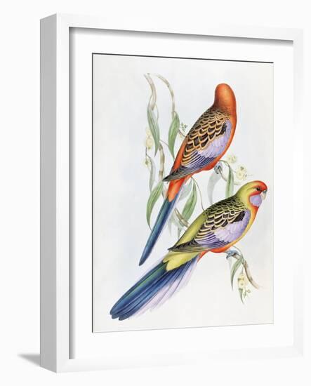 Platycercus Adelaidae from the Birds of Australia, C.1840-John Gould-Framed Giclee Print