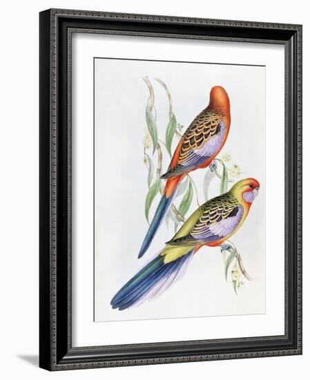 Platycercus Adelaidae from the Birds of Australia, C.1840-John Gould-Framed Giclee Print