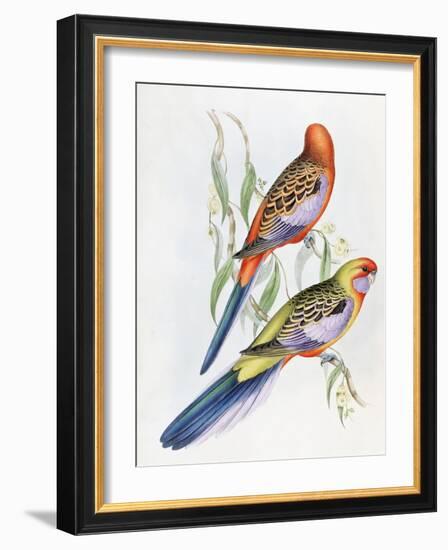 Platycercus Adelaidae from the Birds of Australia, C.1840-John Gould-Framed Giclee Print