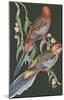 Platycercus Adelaidae - Sage-John Gould-Mounted Art Print