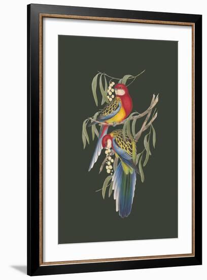 Platycercus Eximius - Sage-John Gould-Framed Art Print