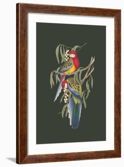 Platycercus Eximius - Sage-John Gould-Framed Art Print