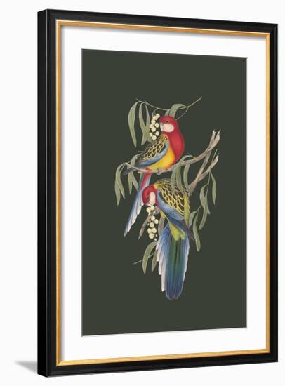 Platycercus Eximius - Sage-John Gould-Framed Art Print