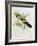 Platycercus Flaveolus-John Gould-Framed Giclee Print