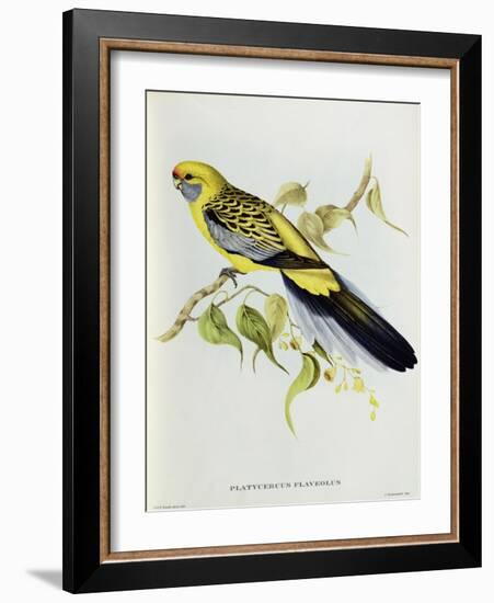 Platycercus Flaveolus-John Gould-Framed Giclee Print