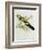 Platycercus Flaveolus-John Gould-Framed Giclee Print