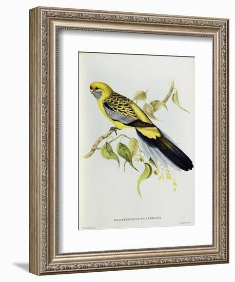 Platycercus Flaveolus-John Gould-Framed Giclee Print