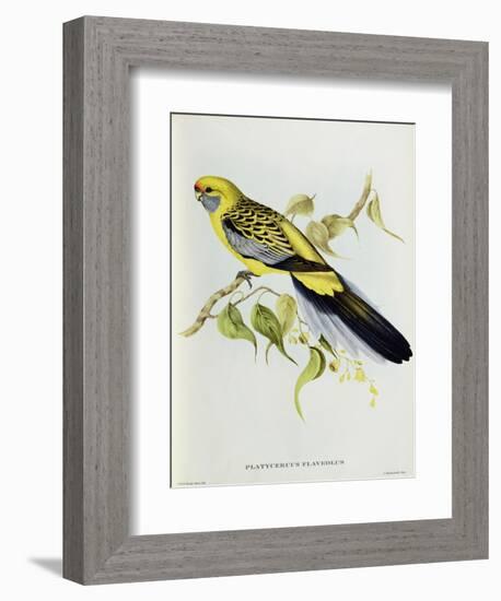 Platycercus Flaveolus-John Gould-Framed Giclee Print