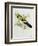 Platycercus Flaveolus-John Gould-Framed Giclee Print