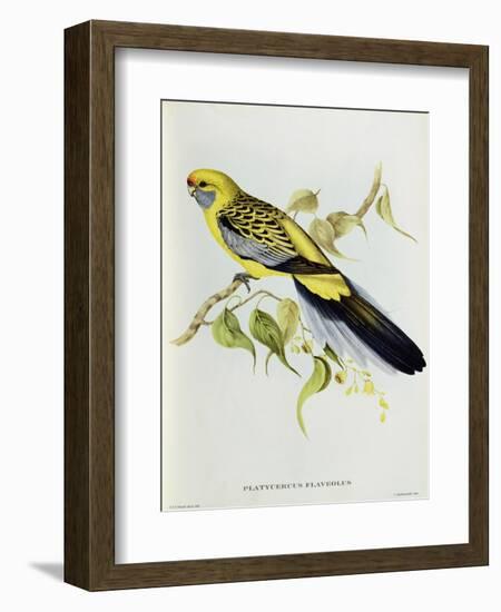 Platycercus Flaveolus-John Gould-Framed Giclee Print