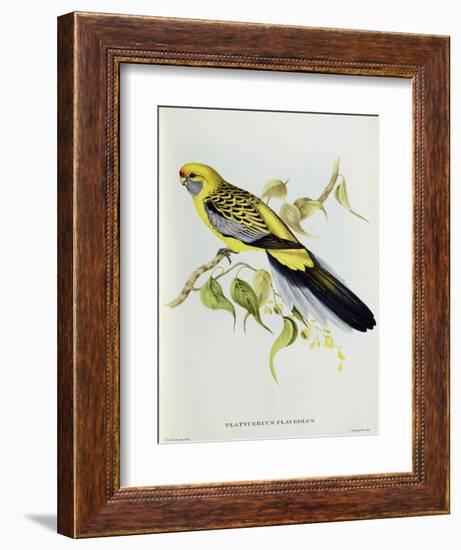 Platycercus Flaveolus-John Gould-Framed Giclee Print