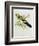 Platycercus Flaveolus-John Gould-Framed Giclee Print