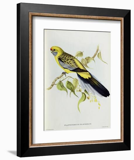 Platycercus Flaveolus-John Gould-Framed Giclee Print