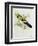 Platycercus Flaveolus-John Gould-Framed Giclee Print