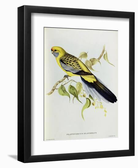 Platycercus Flaveolus-John Gould-Framed Giclee Print