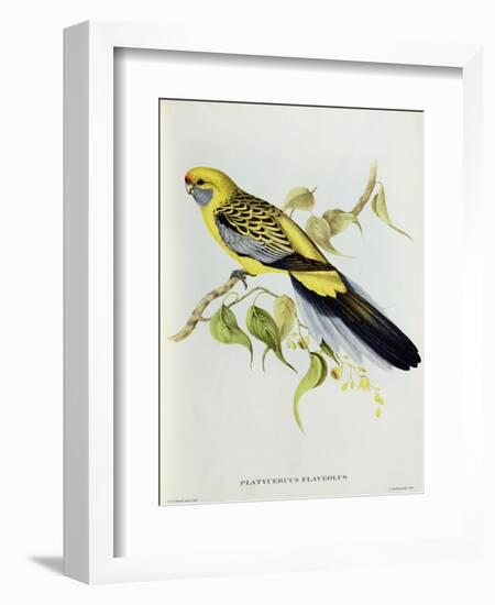 Platycercus Flaveolus-John Gould-Framed Giclee Print