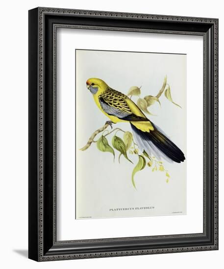 Platycercus Flaveolus-John Gould-Framed Giclee Print