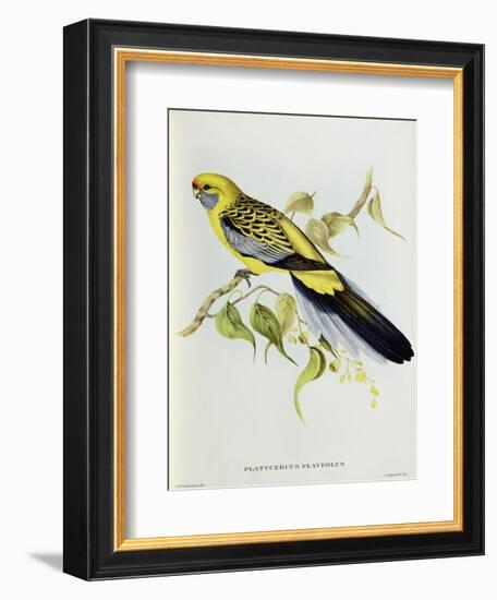 Platycercus Flaveolus-John Gould-Framed Giclee Print