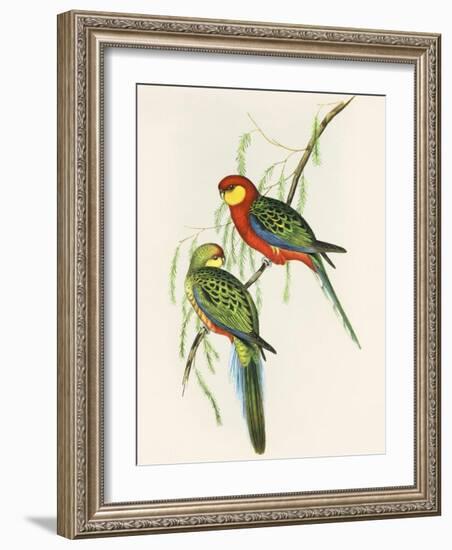 Platycercus Icterotis-Aaron Ashley-Framed Art Print