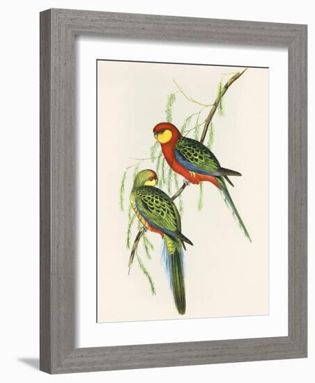 Platycercus Icterotis-Aaron Ashley-Framed Art Print