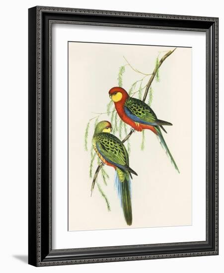 Platycercus Icterotis-Aaron Ashley-Framed Art Print