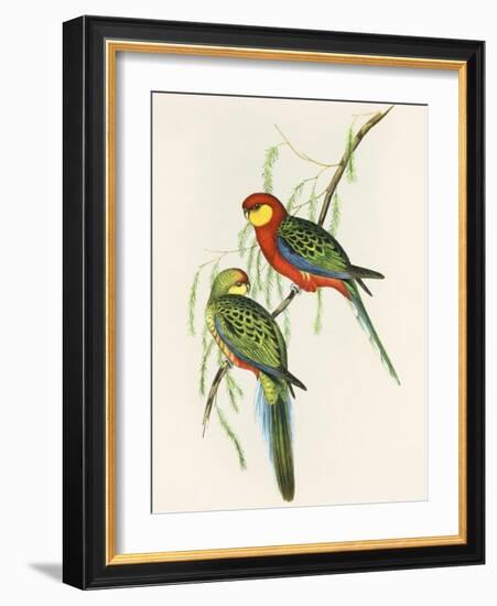 Platycercus Icterotis-Aaron Ashley-Framed Art Print