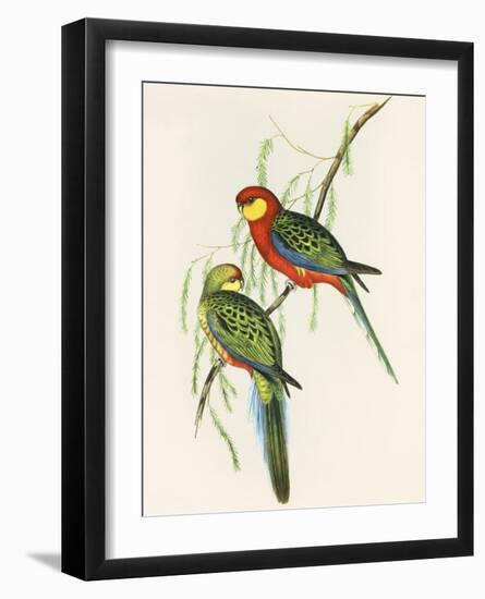 Platycercus Icterotis-Aaron Ashley-Framed Art Print