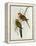 Platycercus Icterotis-John Gould-Framed Premier Image Canvas