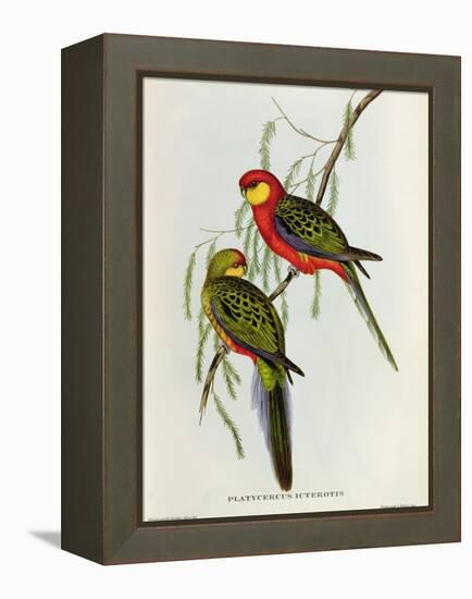 Platycercus Icterotis-John Gould-Framed Premier Image Canvas