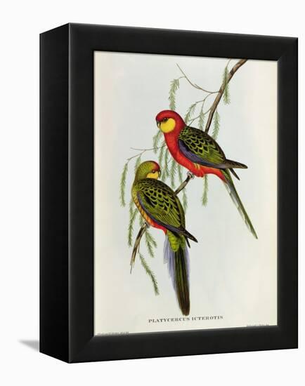 Platycercus Icterotis-John Gould-Framed Premier Image Canvas