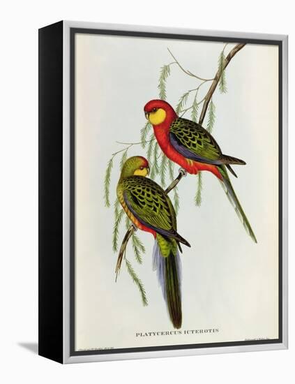 Platycercus Icterotis-John Gould-Framed Premier Image Canvas