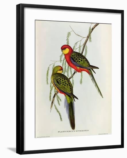 Platycercus Icterotis-John Gould-Framed Giclee Print