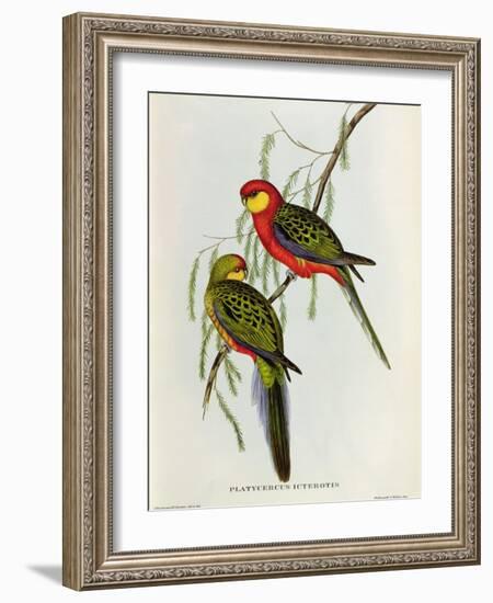 Platycercus Icterotis-John Gould-Framed Giclee Print