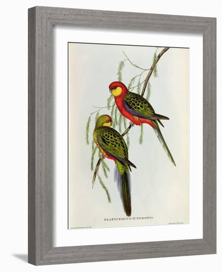 Platycercus Icterotis-John Gould-Framed Giclee Print