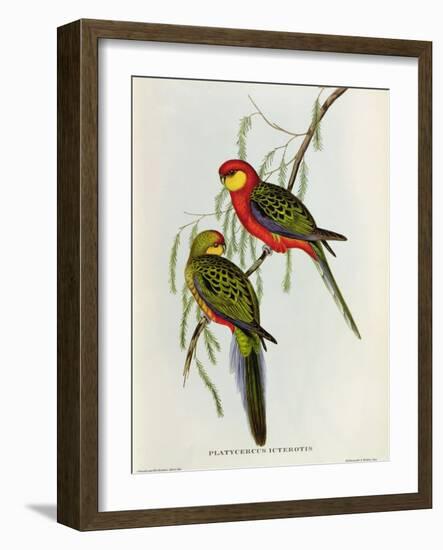 Platycercus Icterotis-John Gould-Framed Giclee Print