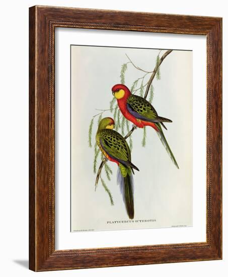 Platycercus Icterotis-John Gould-Framed Giclee Print