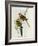 Platycercus Icterotis-John Gould-Framed Giclee Print