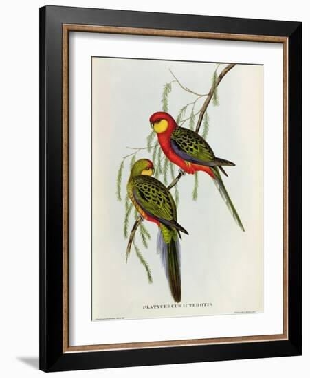 Platycercus Icterotis-John Gould-Framed Giclee Print