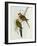 Platycercus Icterotis-John Gould-Framed Giclee Print