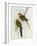 Platycercus Icterotis-John Gould-Framed Giclee Print