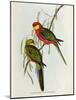 Platycercus Icterotis-John Gould-Mounted Giclee Print