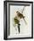 Platycercus Icterotis-John Gould-Framed Giclee Print