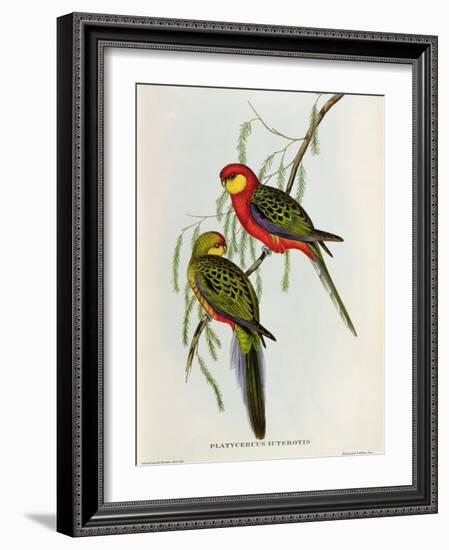 Platycercus Icterotis-John Gould-Framed Giclee Print