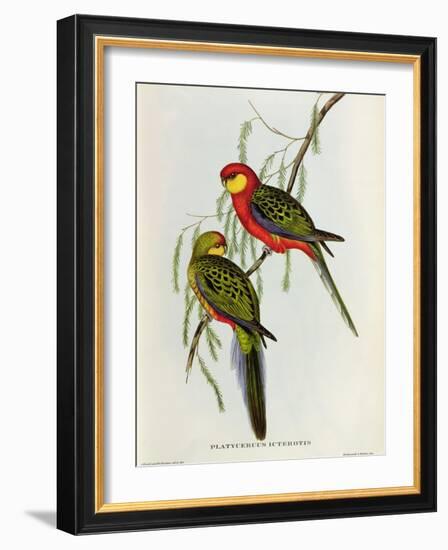 Platycercus Icterotis-John Gould-Framed Giclee Print