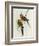 Platycercus Icterotis-John Gould-Framed Giclee Print