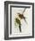 Platycercus Icterotis-John Gould-Framed Giclee Print