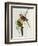 Platycercus Icterotis-John Gould-Framed Giclee Print