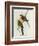 Platycercus Icterotis-John Gould-Framed Giclee Print