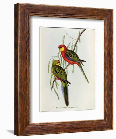 Platycercus Icterotis-John Gould-Framed Giclee Print